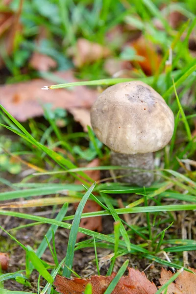 Mushroom Boletus Grows Forest Early Autumn — Stock Photo, Image