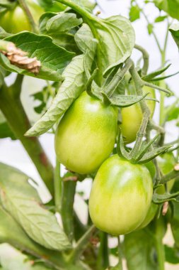 Bir şube bekle yeşil domates olgunlaştırmak serada