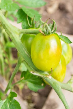 Bir şube bekle yeşil domates olgunlaştırmak serada