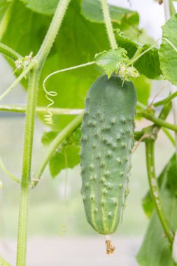 Bir dalda asılı salatalık serada olgunlaşmak