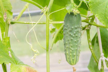 Bir dalda asılı salatalık serada olgunlaşmak