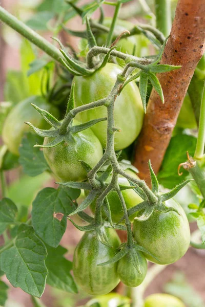 Tomates Vertes Accrochées Une Branche Mûrissent Dans Serre — Photo
