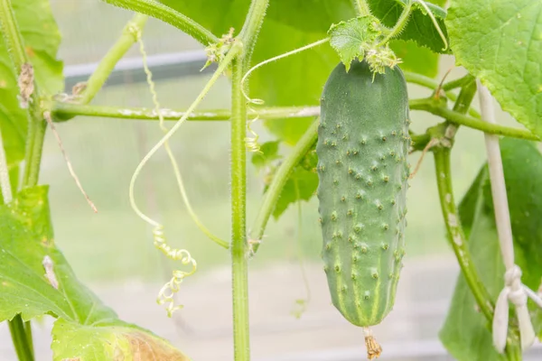 Bir dalda asılı salatalık serada olgunlaşmak