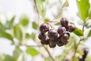 Siyah chokeberry Bush olgun çilek ile yaz aylarında