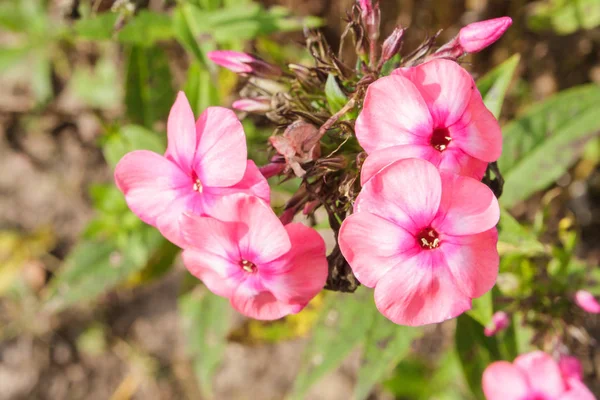 Pink beautiful flowers in the garden in summer in Sunny weather