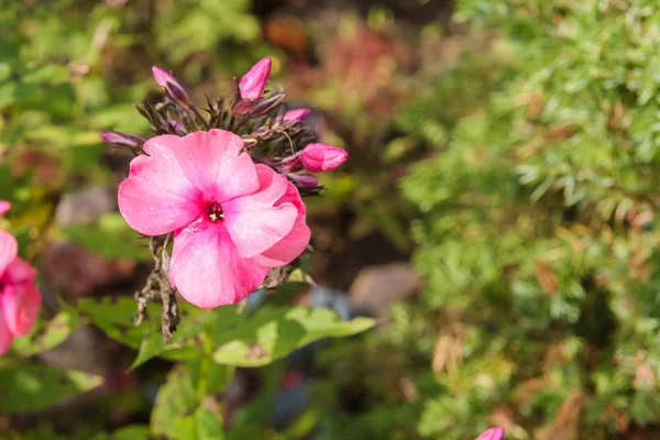 Belles Fleurs Roses Dans Jardin Été Par Temps Ensoleillé — Photo