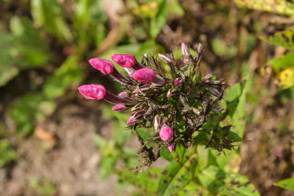 Belles Fleurs Roses Dans Jardin Été Par Temps Ensoleillé — Photo