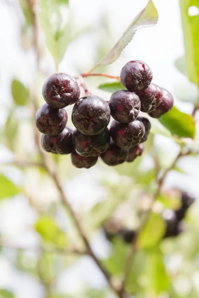 成熟した果実と夏ブラックチョークベリー ブッシュ — ストック写真