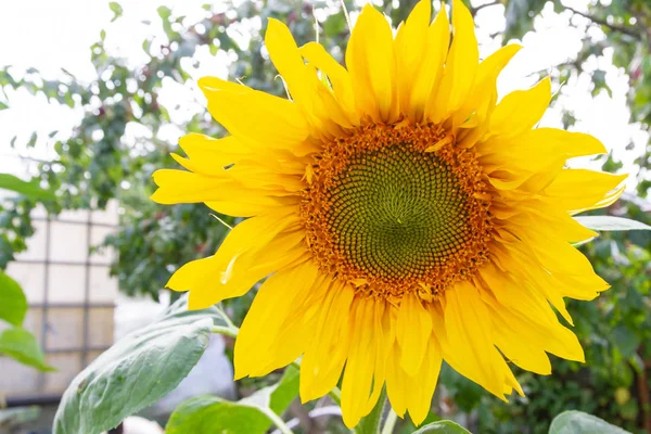 Brillante Hermosa Flor Girasol Madura Verano —  Fotos de Stock