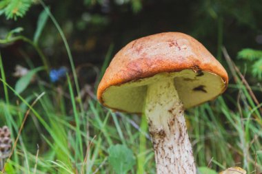 Erken sonbaharda ormandaki ağaç altında asil kırmızı mantar yetişir