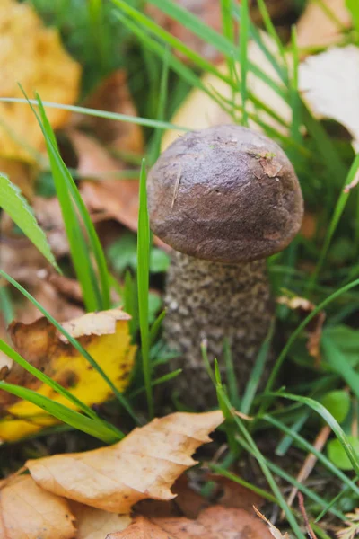 Boleto Cogumelos Cresce Floresta Início Outono — Fotografia de Stock