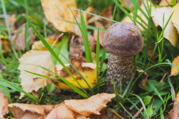 Gomba Boletus Erdőben Kora Ősszel — Stock Fotó