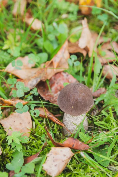 Μανιτάρι Boletus Μεγαλώνει Στο Δάσος Στις Αρχές Του Φθινοπώρου — Φωτογραφία Αρχείου