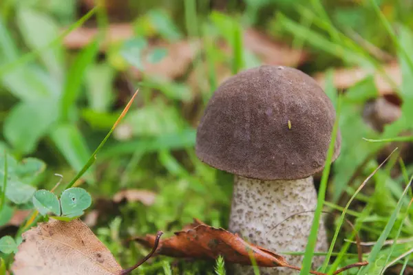 Grzybica Rośnie Lesie Wczesną Jesienią — Zdjęcie stockowe