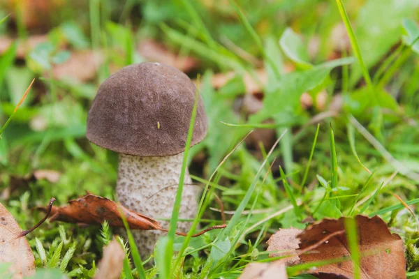 Grzybica Rośnie Lesie Wczesną Jesienią — Zdjęcie stockowe