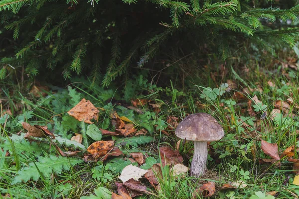 Грибной Болетус Растет Лесу Ранней Осенью — стоковое фото