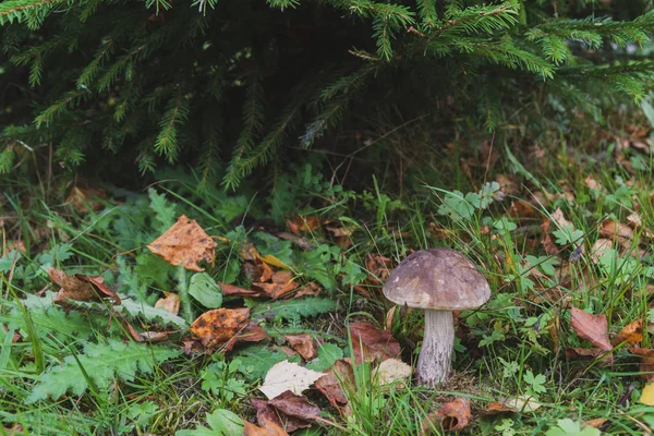 Bolet Champignons Pousse Dans Forêt Début Automne — Photo