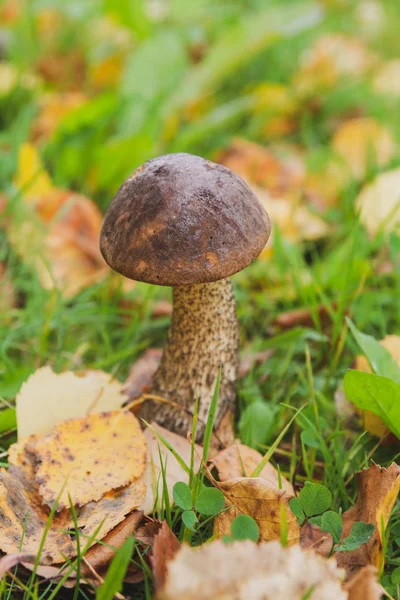 Grzybica Rośnie Lesie Wczesną Jesienią — Zdjęcie stockowe