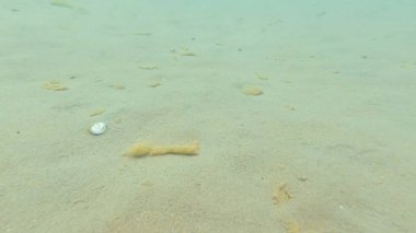 Karadeniz yaz aylarında fotoğraf sualtı kumlu dibinde