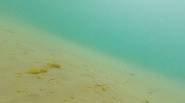 Karadeniz yaz aylarında fotoğraf sualtı kumlu dibinde