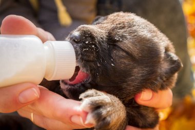Küçük yeni doğan yavru köpek köpek süt bir şişeden içer.