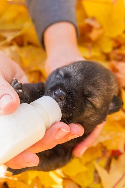 Kleiner Neugeborener Hundewelpe Trinkt Milch Aus Einer Flasche — Stockfoto