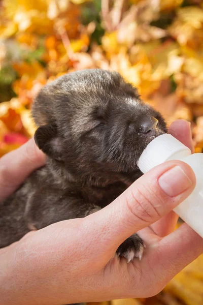 Piccolo Cucciolo Cane Cucciolo Beve Latte Una Bottiglia — Foto Stock