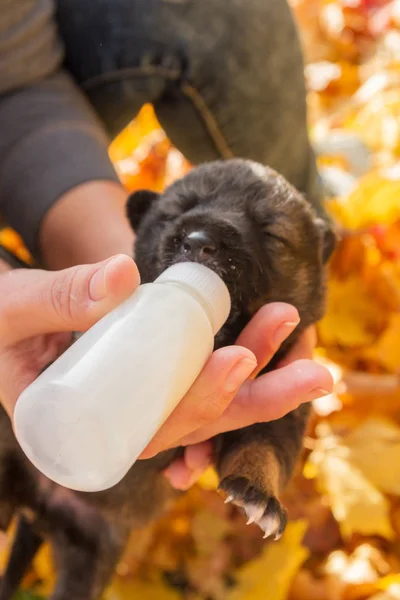 Kleiner Neugeborener Hundewelpe Trinkt Milch Aus Einer Flasche — Stockfoto