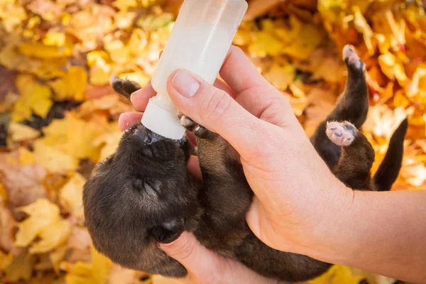 Kleiner Neugeborener Hundewelpe Trinkt Milch Aus Einer Flasche — Stockfoto