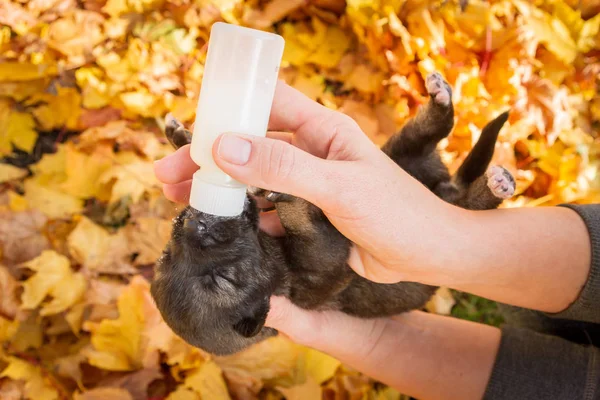 Piccolo Cucciolo Cane Cucciolo Beve Latte Una Bottiglia — Foto Stock
