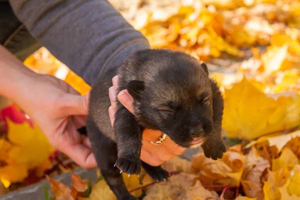 Kleiner Schwarzer Hundewelpe Auf Den Händen Des Mädchens — Stockfoto