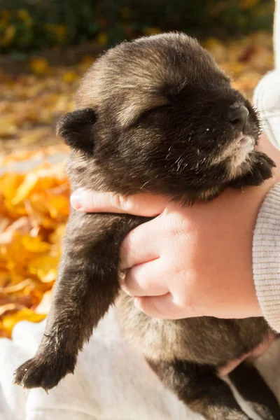 Kleiner Schwarzer Hundewelpe Den Händen Eines Jungen — Stockfoto