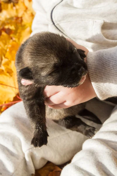 Kleiner Schwarzer Hundewelpe Den Händen Eines Jungen — Stockfoto