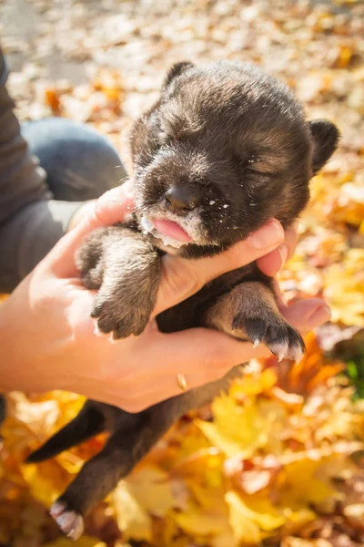 Mały Czarny Szczeniak Pies Pies Ręce Dziewczyny — Zdjęcie stockowe
