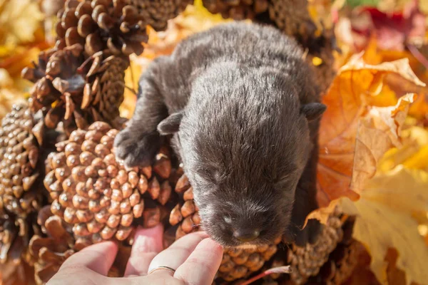 Kleiner Schwarzer Hundewelpe Einem Korb Mit Zapfen — Stockfoto