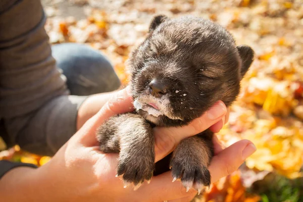 Kleiner Schwarzer Hundewelpe Auf Den Händen Des Mädchens — Stockfoto