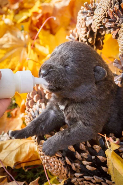 Kleiner Schwarzer Hundewelpe Einem Korb Voller Zapfen Der Milch Aus — Stockfoto