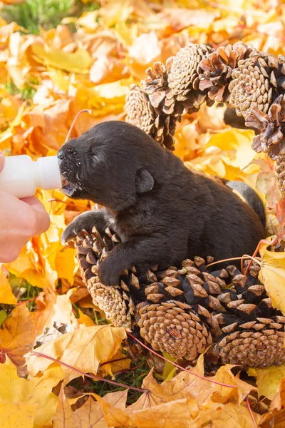 Kleiner Schwarzer Hundewelpe Einem Korb Voller Zapfen Der Milch Aus — Stockfoto