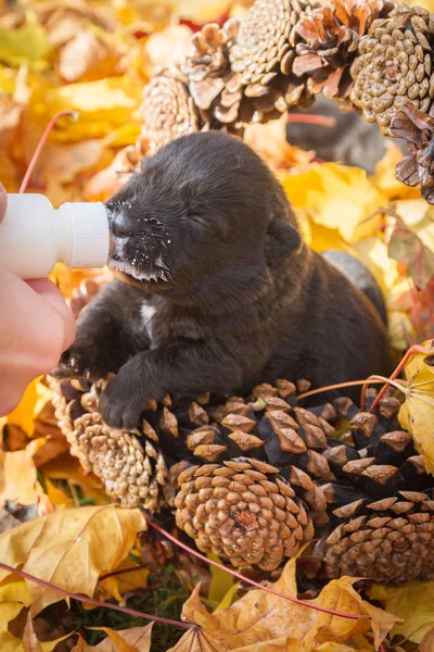 Kleiner Schwarzer Hundewelpe Einem Korb Voller Zapfen Der Milch Aus — Stockfoto