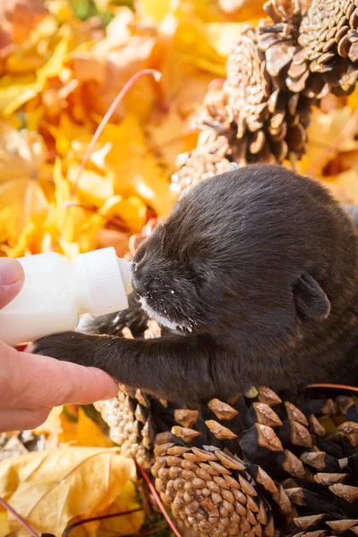 Kleiner Schwarzer Hundewelpe Einem Korb Voller Zapfen Der Milch Aus — Stockfoto