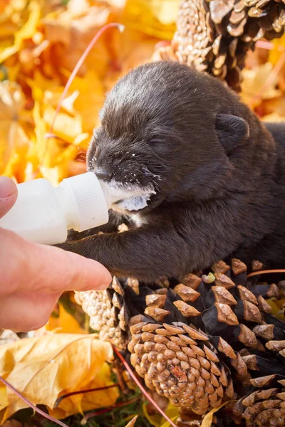 Piccolo Cane Cucciolo Nero Cagnolino Cesto Coni Mangiare Latte Una — Foto Stock