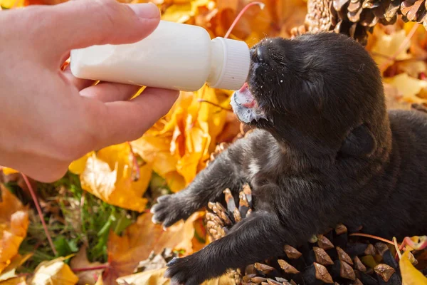 Pequeno Cachorro Preto Cão Pooch Uma Cesta Cones Comer Leite — Fotografia de Stock