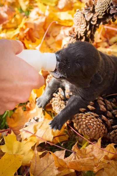 Kleiner Schwarzer Hundewelpe Einem Korb Voller Zapfen Der Milch Aus — Stockfoto