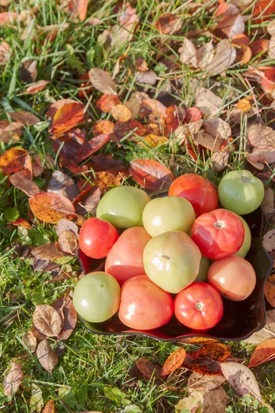 Färgade Tomat Svart Plåt Höst Gräset Med Lämnar — Stockfoto