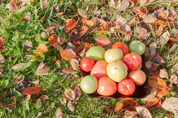 Colored Tomato Black Plate Autumn Grass Leaves — Stock Photo, Image