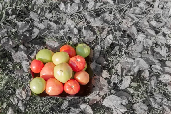 Colored Tomato Black Plate Autumn Grass Leaves — Stock Photo, Image