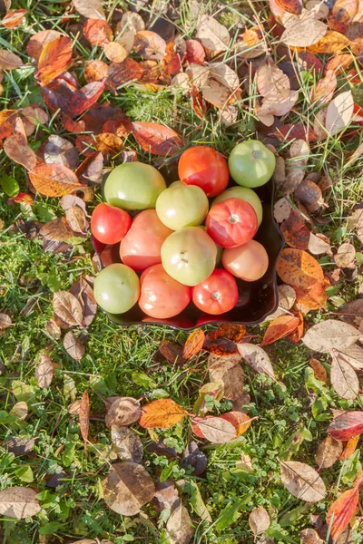 Colored Tomato Black Plate Autumn Grass Leaves — Stock Photo, Image