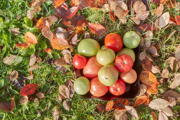 Tomate Coloreado Plato Negro Hierba Otoño Con Hojas —  Fotos de Stock