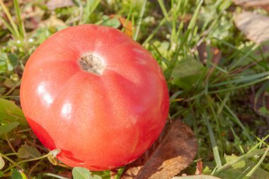 Biri kırmızı domates yaprakları ile sonbahar çim üzerinde yalan
