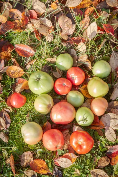 Colorful Tomatoes Autumn Grass Leaves Sunny Weather — Stock Photo, Image